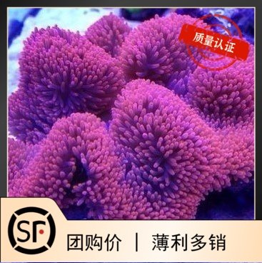 红地毯海葵 海水鱼珊瑚活体小丑鱼