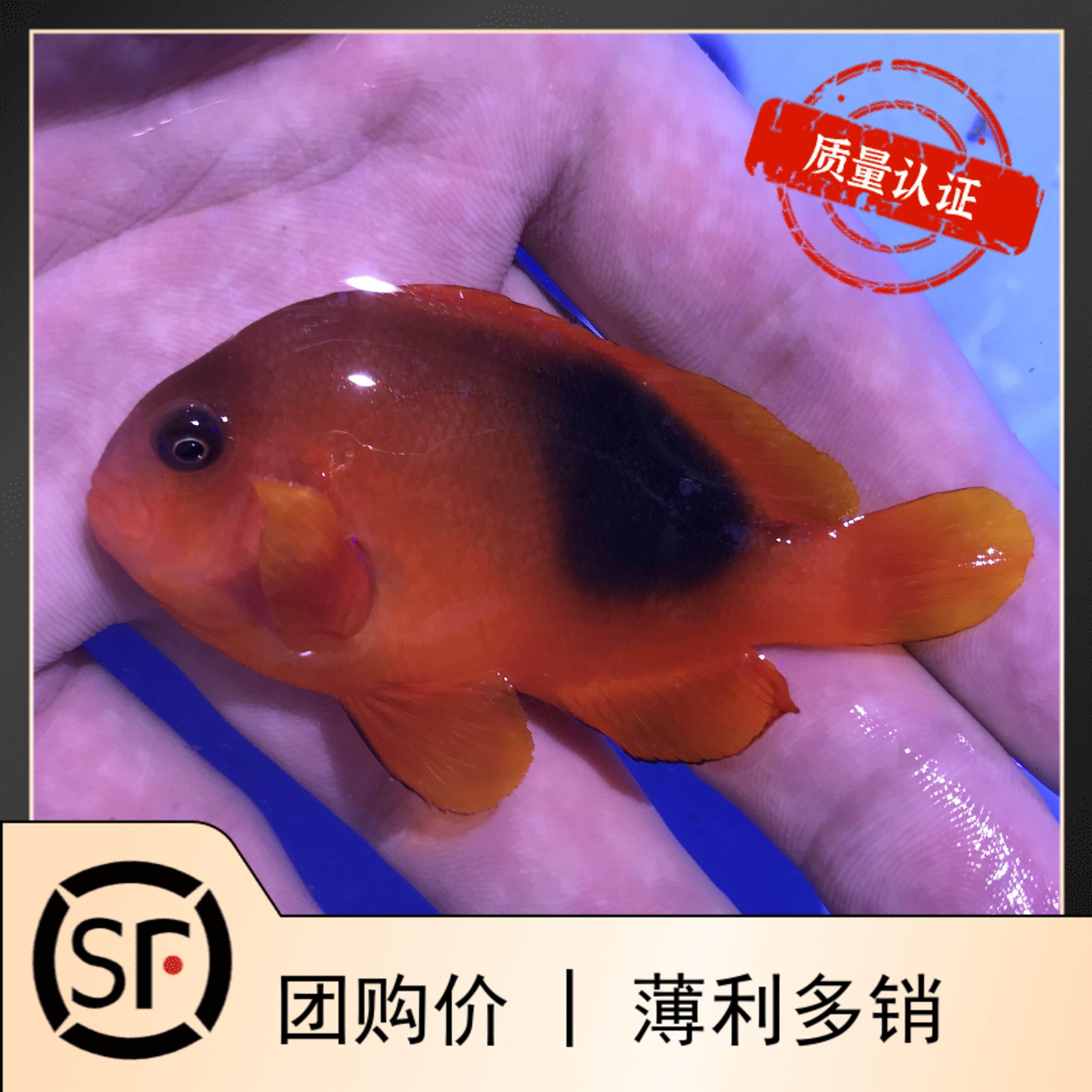 红苹果 小丑鱼活体海水鱼珊瑚