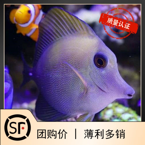 黑三角吊海水鱼观赏鱼小丑鱼活体珊瑚黄金三角吊蓝吊,宠物/宠物食品及用品,鱼,淘宝优惠券,粉丝福利购,淘宝优惠卷