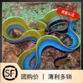 七彩鳗  海水鱼观赏鱼黄金吊活体珊瑚小丑鱼五彩鳗
