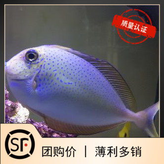 蓝点活体珊瑚吊类海水鱼图片