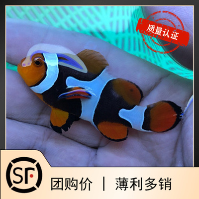 人工半黑毕加索公子珊瑚海水鱼