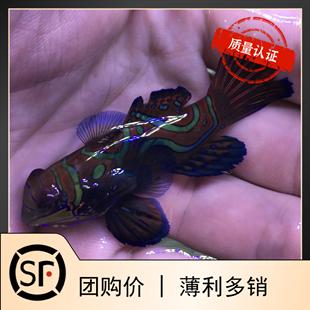 皇冠青蛙 海水鱼观赏鱼珊瑚活体小丑鱼 五彩青蛙原点青蛙