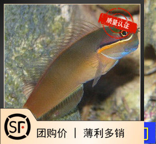 小丑虾虎 海水鱼观赏鱼小丑鱼蓝吊活体珊瑚