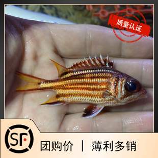 大眼仔将军甲 海水鱼小丑鱼活体珊瑚