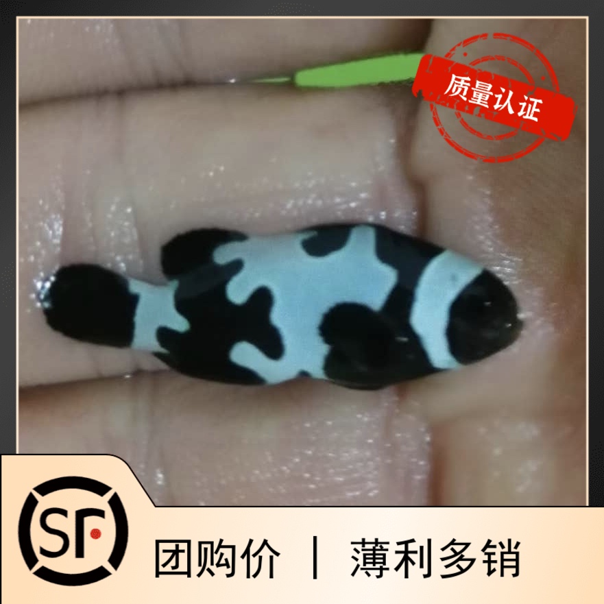 毕加索活体珊瑚血印公子海水鱼