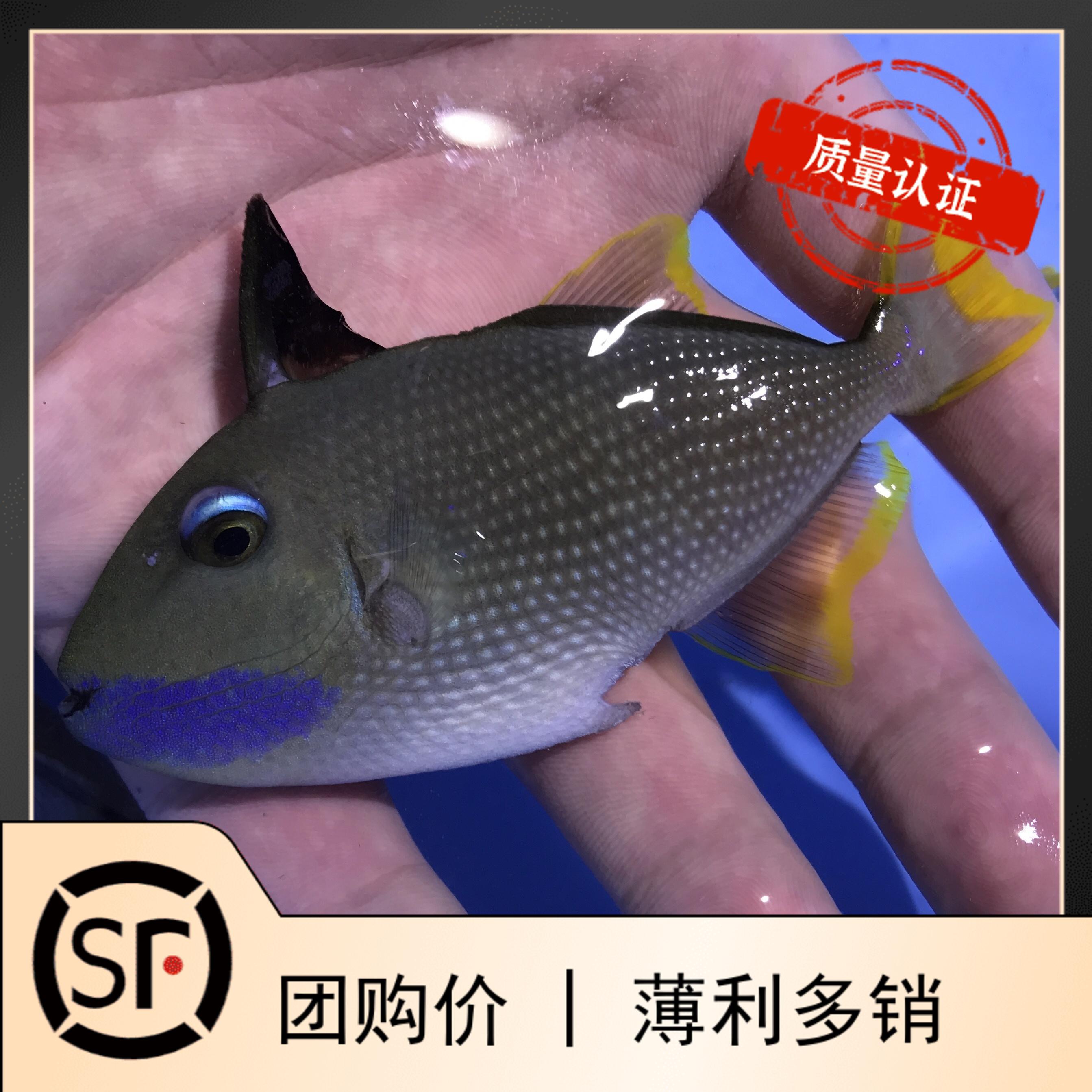 蓝面炮弹 蓝吊黄金吊海水鱼小丑鱼珊瑚活体海水鱼