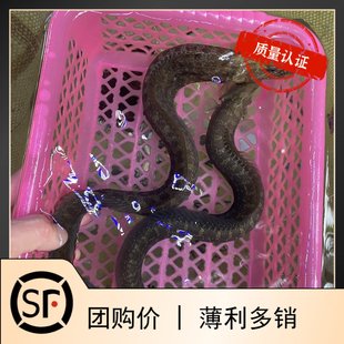 绿鳗鱼海水鱼观赏鱼活体斑马鳗