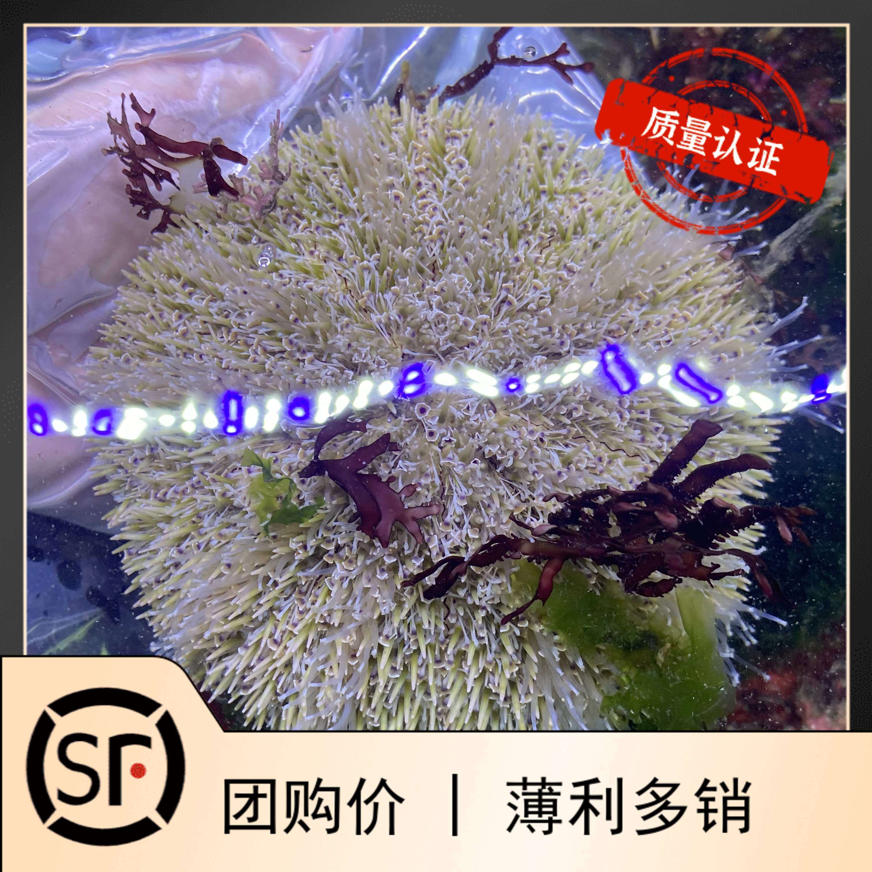 喇叭毒棘绿叶海胆 海水鱼小丑鱼活体珊瑚 不可食用