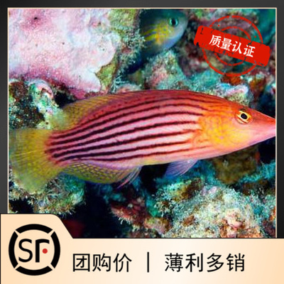 八线龙 海水鱼活体珊瑚小丑鱼隆头鱼六线龙