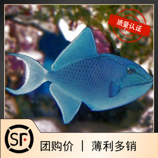 魔鬼炮弹 海水鱼观赏鱼黄金吊活体珊瑚小丑鱼鸳鸯炮弹小丑炮弹