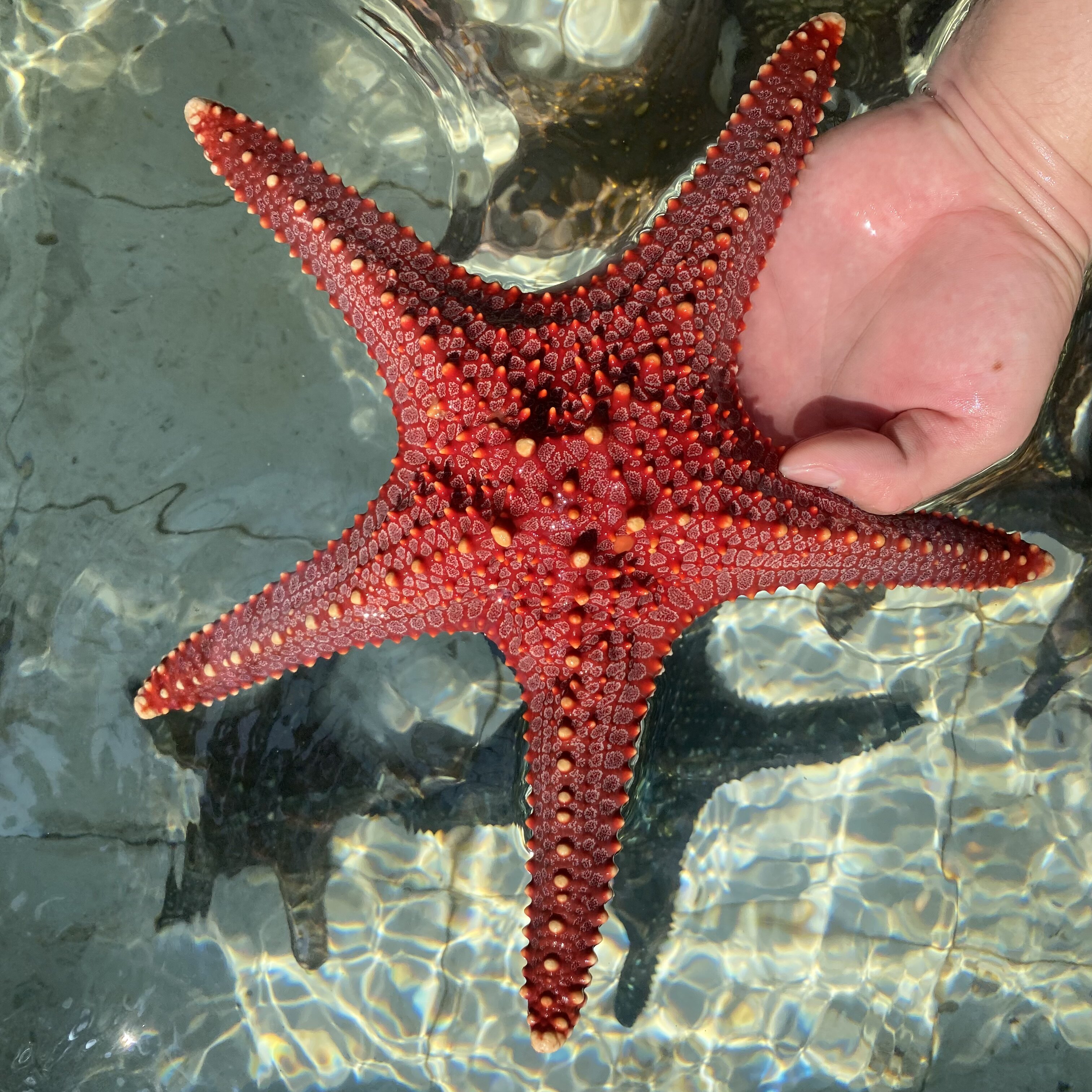 大五角海星 海水鱼观赏鱼小丑鱼活体珊瑚