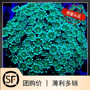 圆帽LPS茉莉花宝石花单包海水鱼观赏鱼小丑鱼活体珊瑚