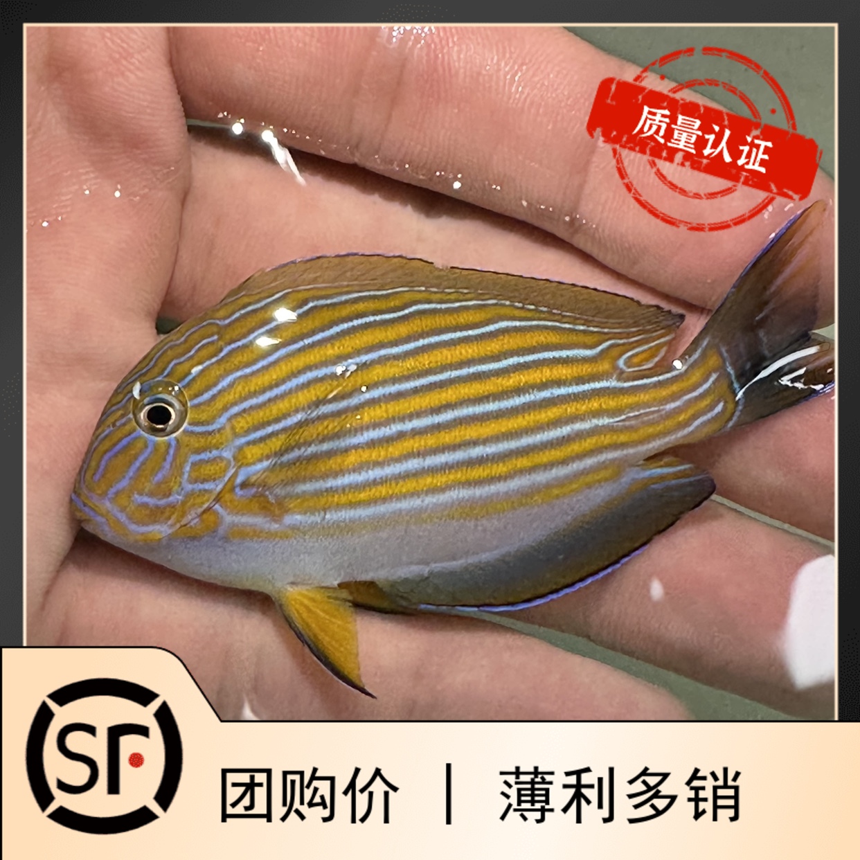 纹吊蓝吊黄金吊倒吊小丑鱼活顺丰