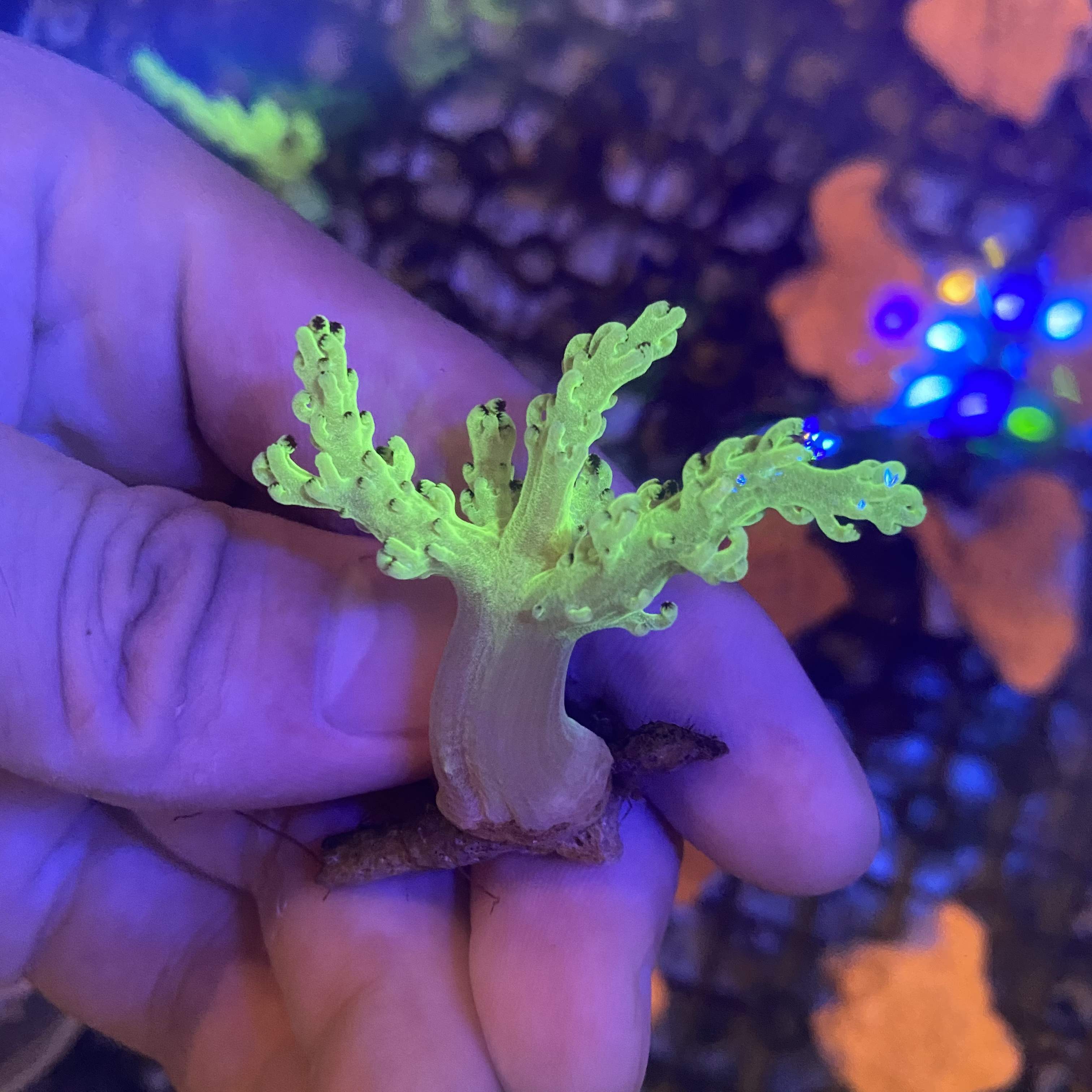 人工荧光日本麦穗 海水鱼小丑鱼活体珊瑚