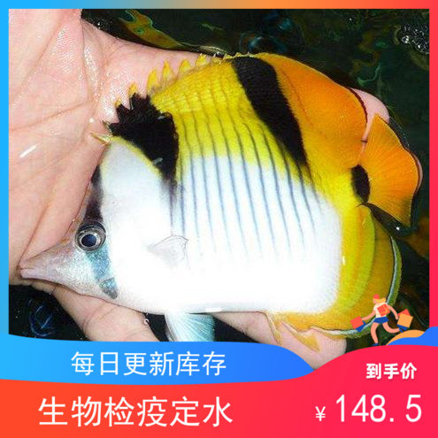 黄金吊海水鱼素材模板 黄金吊海水鱼图片下载 小麦优选