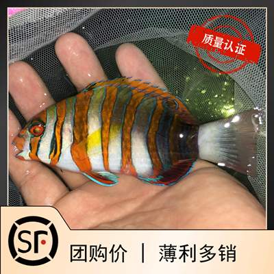 藩王 海水鱼小丑鱼活体珊瑚