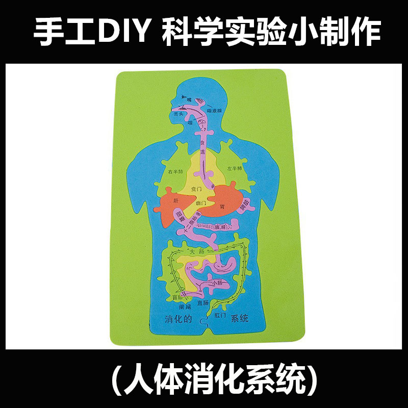 科技制作发明手工自制木质DIY人体消化系统内脏拼图中小学生教具