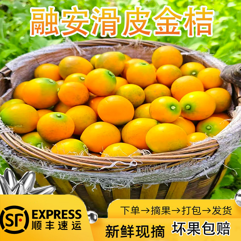 融安二代滑皮金桔新鲜现摘纯甜多汁特脆纯甜小橘子土特产3斤