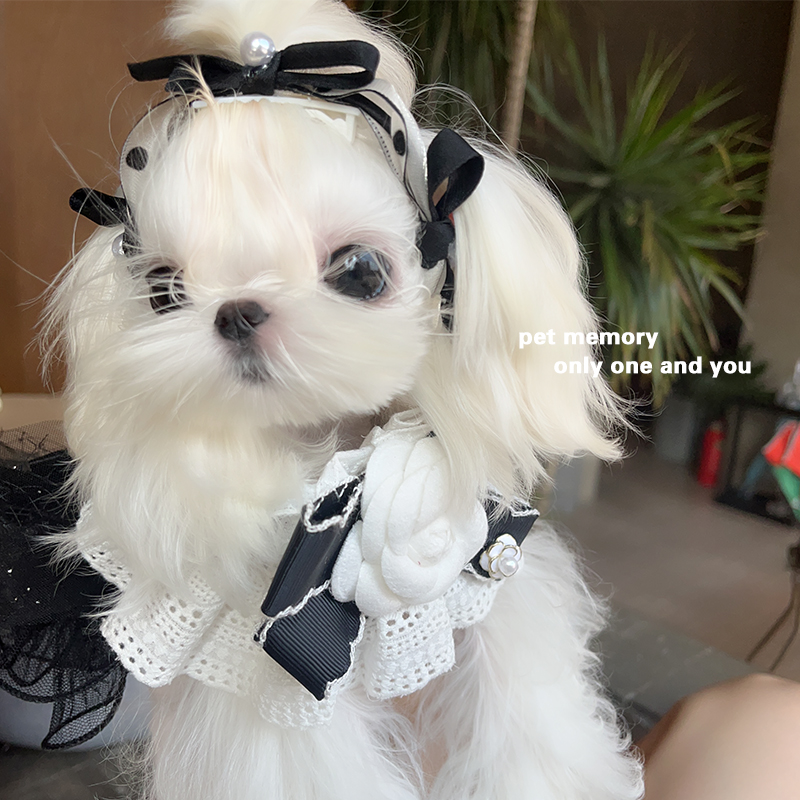 宠物发箍狗狗原创手工发饰头花马尔济斯约克夏珍珠发箍宠物发夹