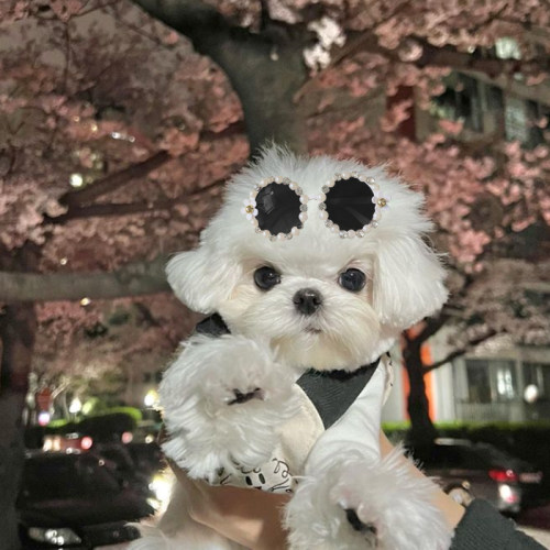 手工宠物头饰狗狗头花泰迪约克夏马尔济斯西施珍珠闪钻墨镜发夹