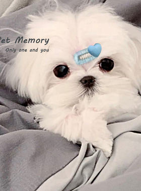 新款小蛋黄宠物迷你碎发BB夹约克夏马尔济斯头饰小夹子发夹头花萌