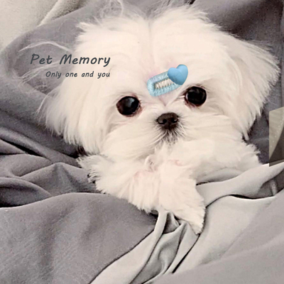 新款小蛋黄宠物迷你碎发BB夹约克夏马尔济斯头饰小夹子发夹头花萌