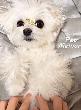 新款小蛋黄宠物迷你碎发BB夹约克夏马尔济斯头饰小夹子发夹头花萌