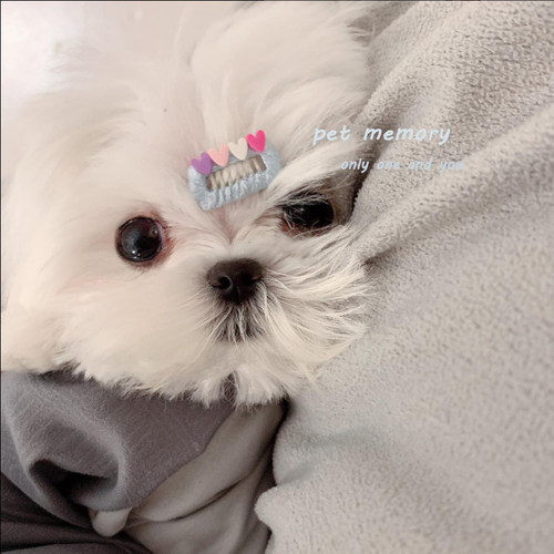碎发宠物bb夹蝴蝶结发夹头饰约克夏马尔济斯比熊泰迪可爱狗狗发卡