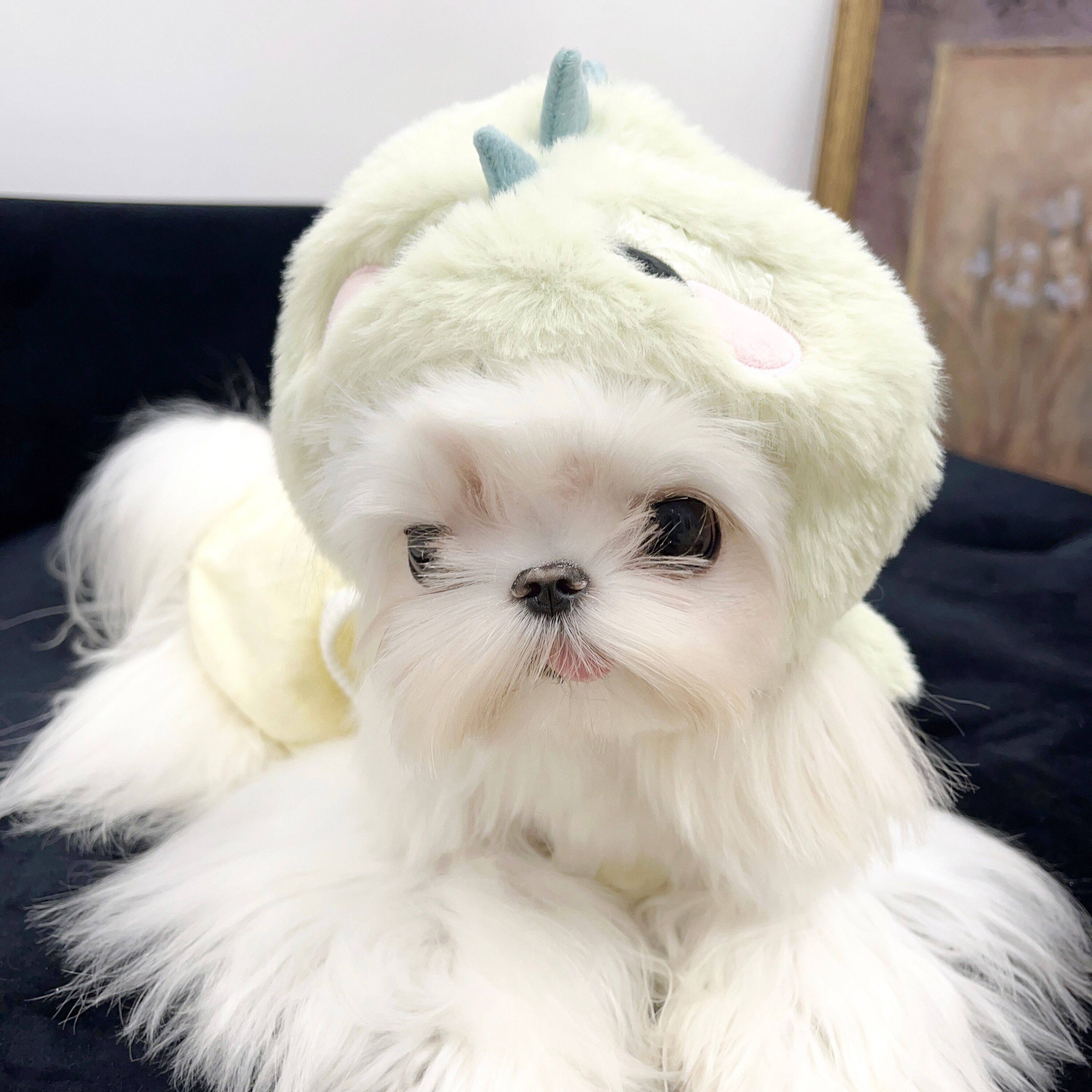 小红书爆款可爱毛绒宠物猫咪狗头套三眼仔草莓熊头饰明星娃娃帽子