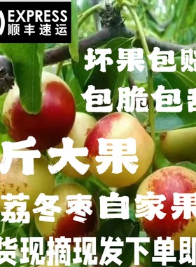 陕西大荔现摘新鲜甜枣水果大冬枣王大枣青枣脆枣甜枣鲜枣红枣枣子