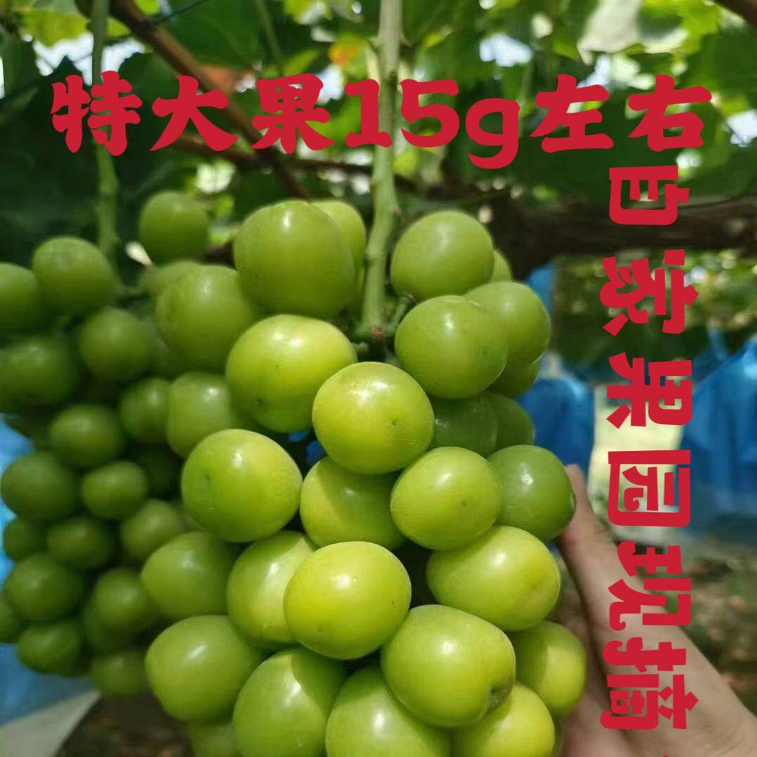 陕西渭南大荔县自家果园现采阳光玫瑰葡萄净重4.5-4.8斤顺丰包邮