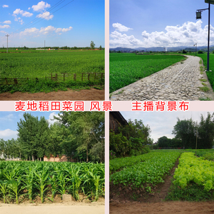 农村麦地稻田菜园野外风景主播直播拍段子视频背景布挂布3d立体