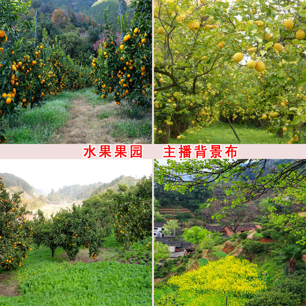 水果果园树林油菜花网红带货主播直播拍段子视频背景布挂布3d立体