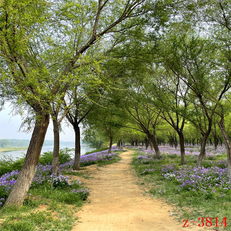 主播直播背景布野外花草风景树林森林小路秋季黄叶红枫树直播挂布