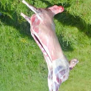 内蒙古呼伦贝尔海拉尔全羊整只羊羊个子新鲜羊肉全国包邮牛羊肉