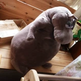 Кукла, плюшевая игрушка подходит для мужчин и женщин для друга, бегемот