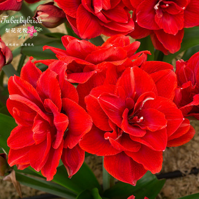 樱桃妮夫梨花花院荷兰朱顶红