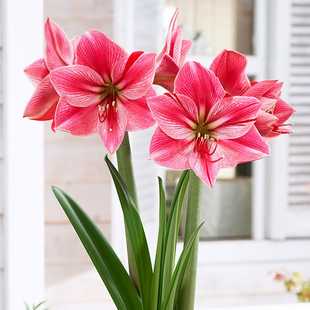 【现货】花瓶 荷兰进口朱顶红种球 多年生  梨花花院