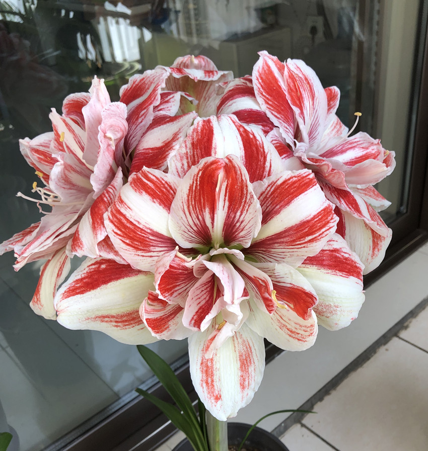 明亮妮夫朱顶红种球梨花花院
