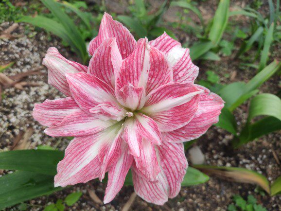 美丽仙女/漂亮女神重瓣朱顶红品种带花箭广东发货带根叶包对版