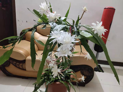 盆栽花卉小叶昙花多花勤开包对版