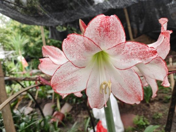 焦点,展示大师精灵,条纹黛丝朱顶红多选系列