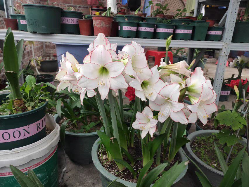 花边石竹朱顶红广东发货包对版