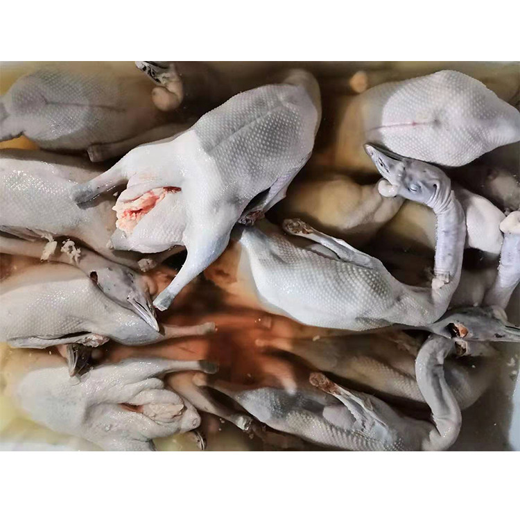 广东清远新鲜黑棕鹅光鹅棚鹅草鹅 土鹅老鹅肉烧鹅