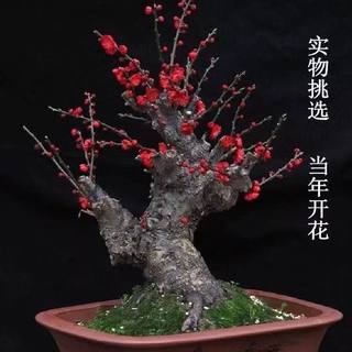 梅花盆栽老桩原生红梅腊梅盆景树苗耐寒花卉植物室内阳台庭院花苗