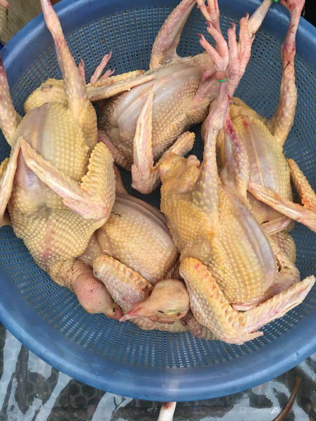 生态深山放飞土鸽两三年老鸽子自由飞翔天然味美煲汤佳品