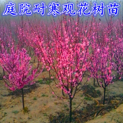 榆叶梅海棠红梅花盆栽树苗地栽耐寒室外庭院植物冬季花卉开花观花