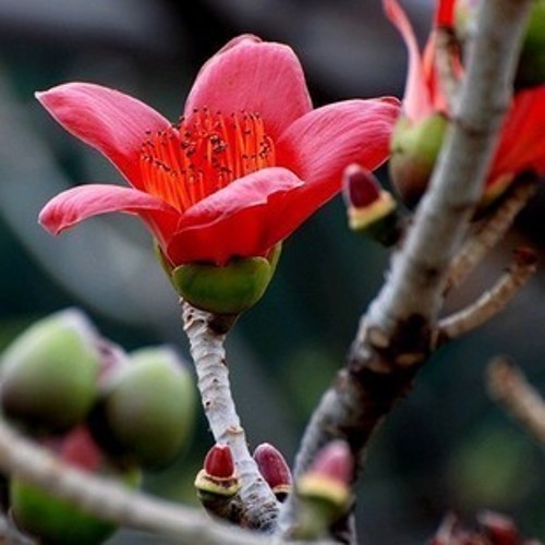 木棉花樹苗 木棉花花苗 英雄樹 紅花木棉花 庭院行道公園綠化苗木在類目 鮮花速遞/花卉仿真/綠植園藝, 花園植物/行道樹/果樹, 行道樹/喬木中 - 來自Buy2taobao.com提供專業的淘寶代購服務