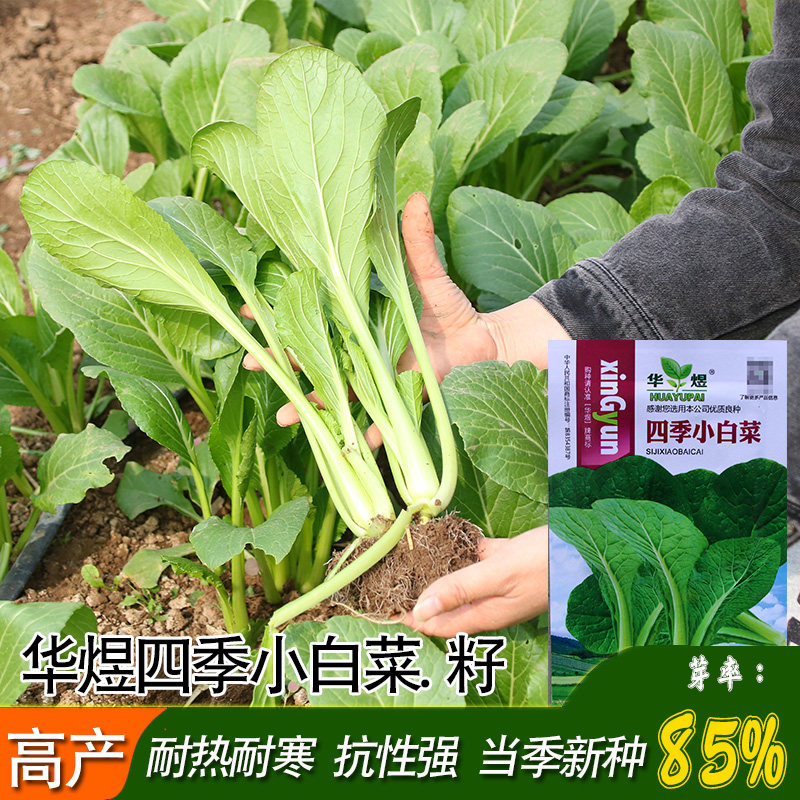 华煜四季小白菜种子 大田庭院耐热耐寒抗性强生长速度快小白菜籽